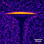 Colloids collected at a microfluid barrier [false color]