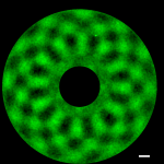 Surfactant concentration visualized on Faraday waves