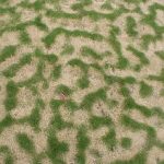 Patterns caused by convection within lawn grass