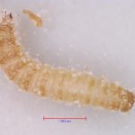 Flour Beetle Larva
