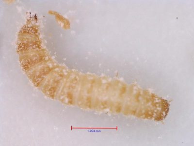 Flour Beetle Larva